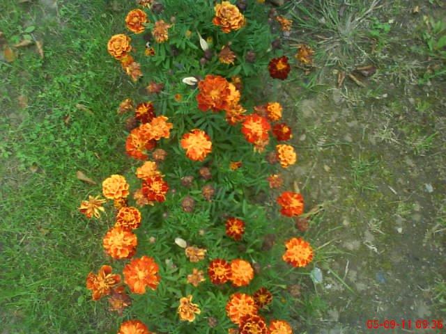 ogródek kwiatowy przy domu moich znajomych część pierwsza:>, zdjęcie 10