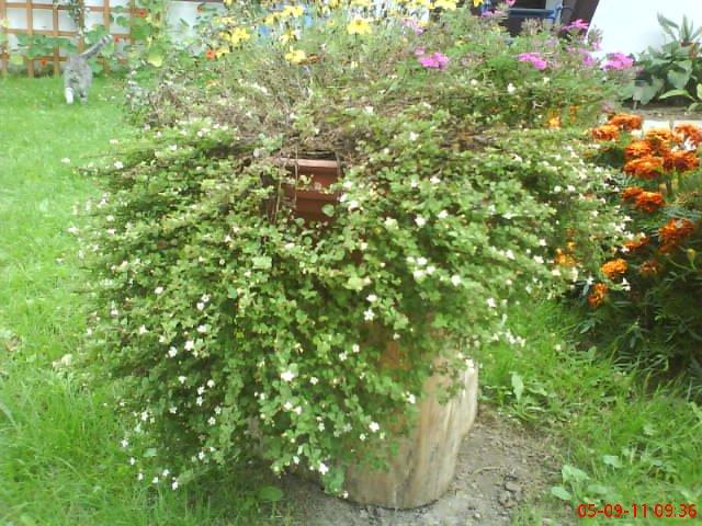 ogródek kwiatowy przy domu moich znajomych część pierwsza:>, zdjęcie 8