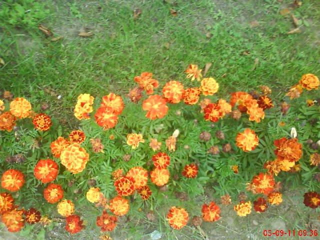 ogródek kwiatowy przy domu moich znajomych część pierwsza:>, zdjęcie 3