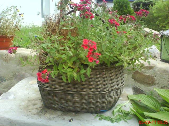 ogródek kwiatowy przy domu moich znajomych część pierwsza:>, zdjęcie 2