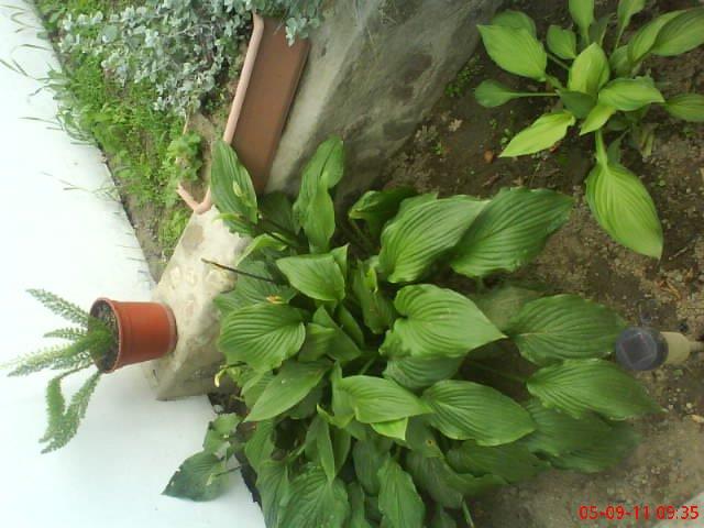 ogródek kwiatowy przy domu moich znajomych część pierwsza:>, zdjęcie 11