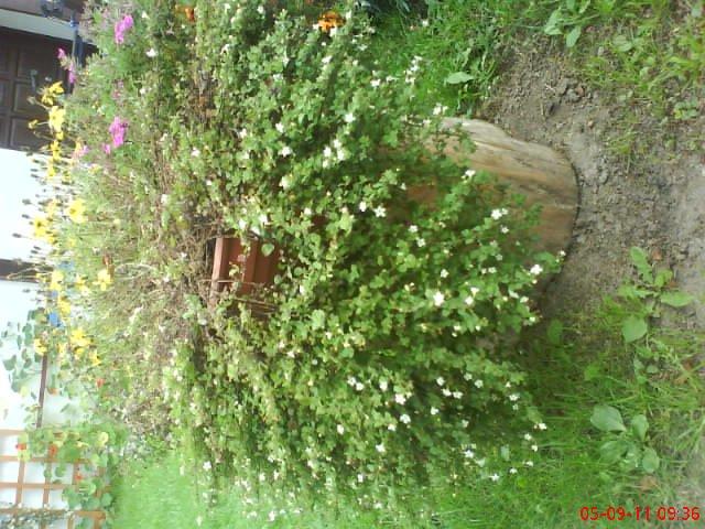 ogródek kwiatowy przy domu moich znajomych część pierwsza:>, zdjęcie 5