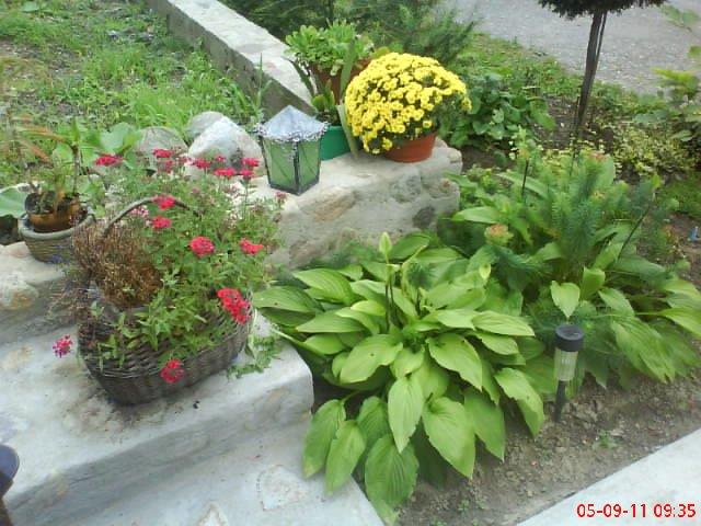 ogródek kwiatowy przy domu moich znajomych część pierwsza:>, zdjęcie 6
