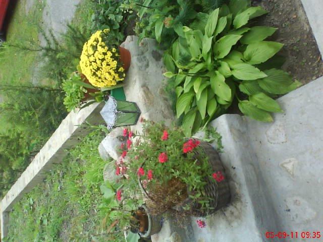 ogródek kwiatowy przy domu moich znajomych część pierwsza:>, zdjęcie 12