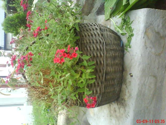 ogródek kwiatowy przy domu moich znajomych część pierwsza:>, zdjęcie 9