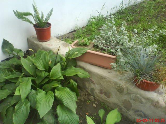 ogródek kwiatowy przy domu moich znajomych część pierwsza:>, zdjęcie 4