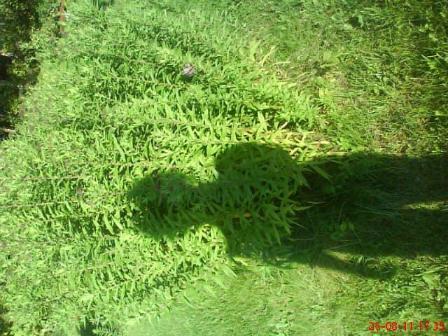 ogródeczek u moich teściów, zdjęcie 2