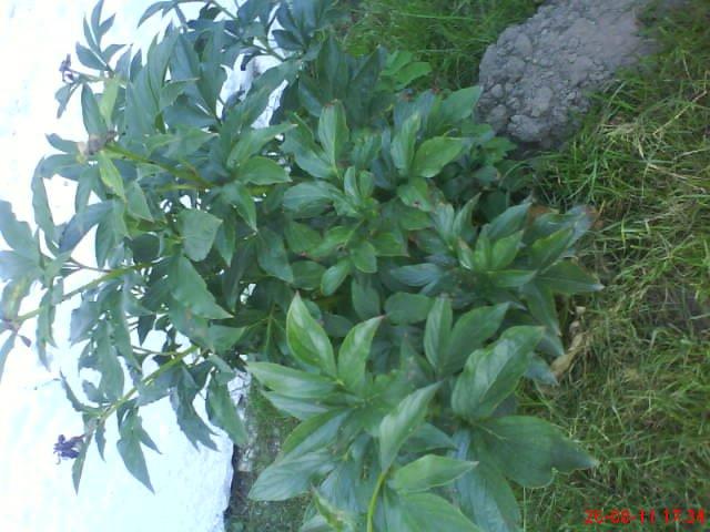 ogródeczek u moich teściów, zdjęcie 6