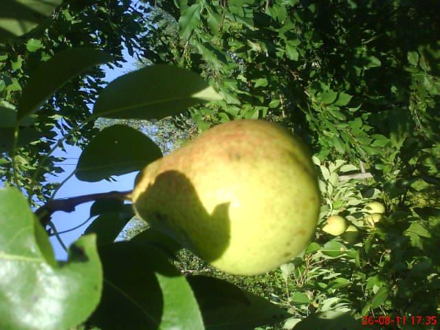 ogródeczek u moich teściów, zdjęcie 5