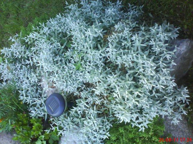 ogródeczek u moich teściów, zdjęcie 13