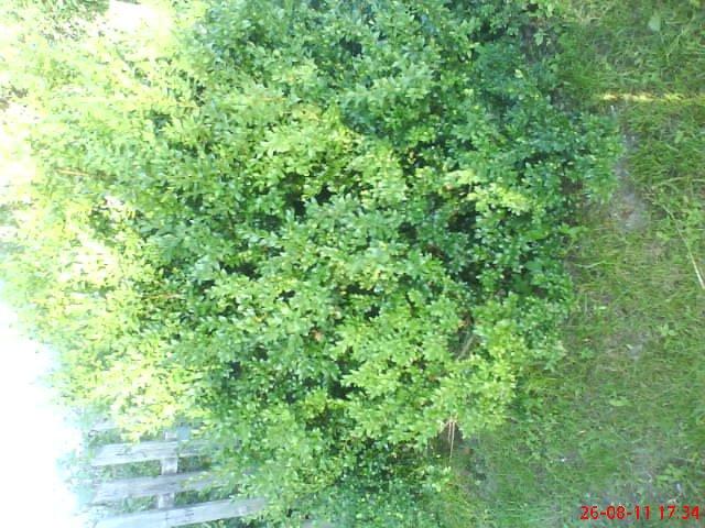 ogródeczek u moich teściów, zdjęcie 14