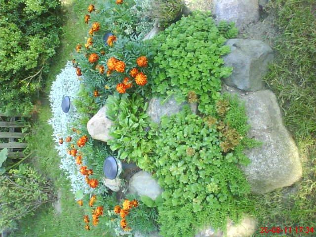 ogródeczek u moich teściów, zdjęcie 5