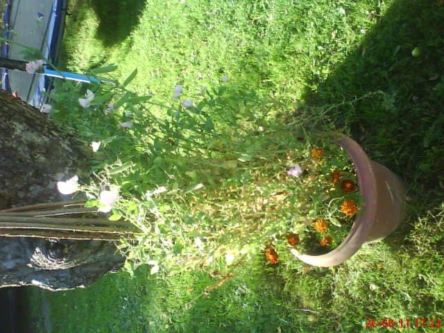 ogródeczek u moich teściów, zdjęcie 10