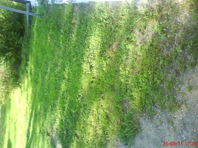 ogródeczek u moich teściów, zdjęcie 8