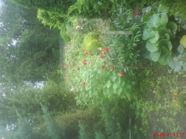 ogródeczek u moich teściów, zdjęcie 6