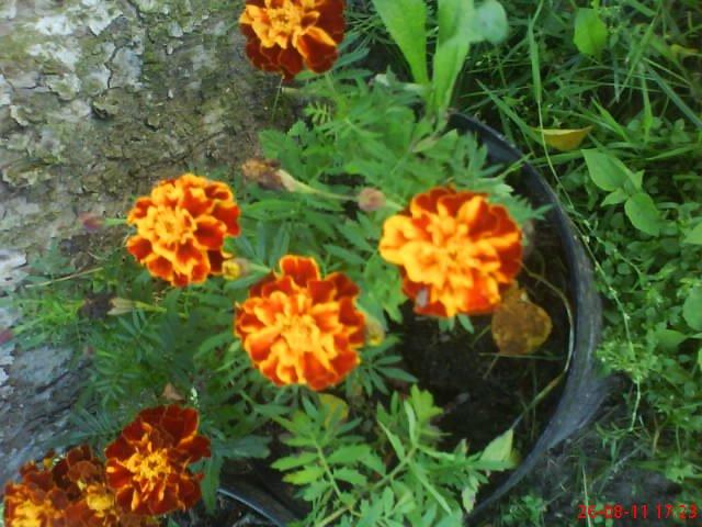 ogródeczek u moich teściów, zdjęcie 12