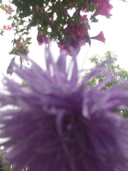 różowa szata jesieni, zdjęcie 15