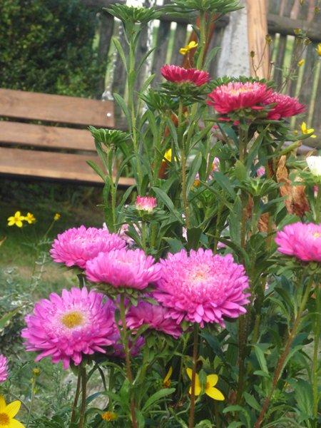 różowa szata jesieni, zdjęcie 7