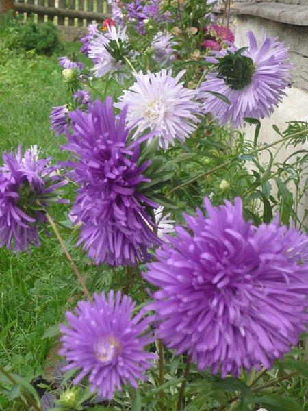 różowa szata jesieni, zdjęcie 17