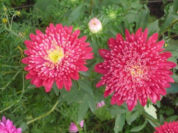 różowa szata jesieni, zdjęcie 9