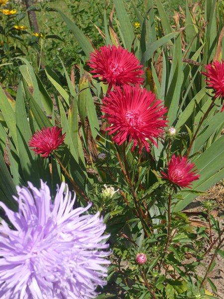 różowa szata jesieni, zdjęcie 2