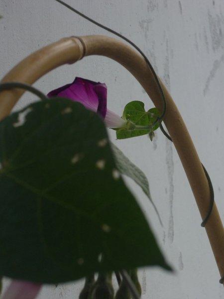 różowa szata jesieni, zdjęcie 5