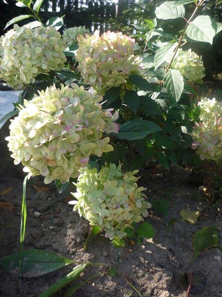 różowa szata jesieni, zdjęcie 18