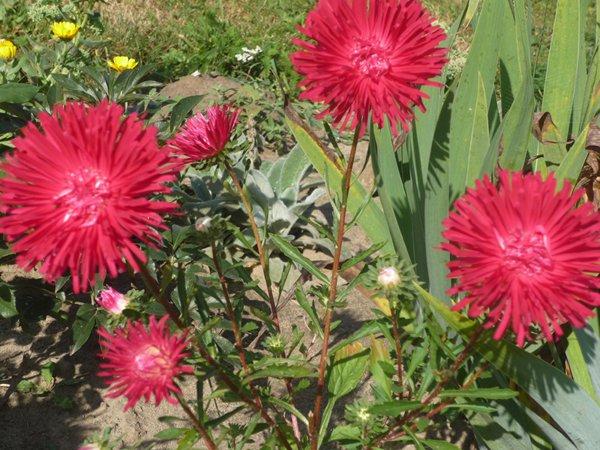 różowa szata jesieni, zdjęcie 3