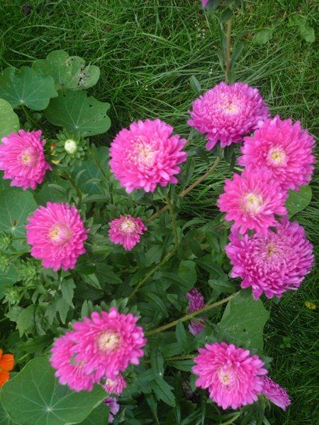 różowa szata jesieni, zdjęcie 11