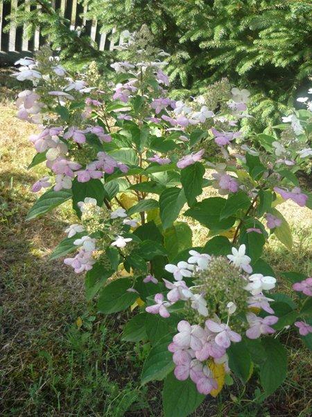 różowa szata jesieni, zdjęcie 8