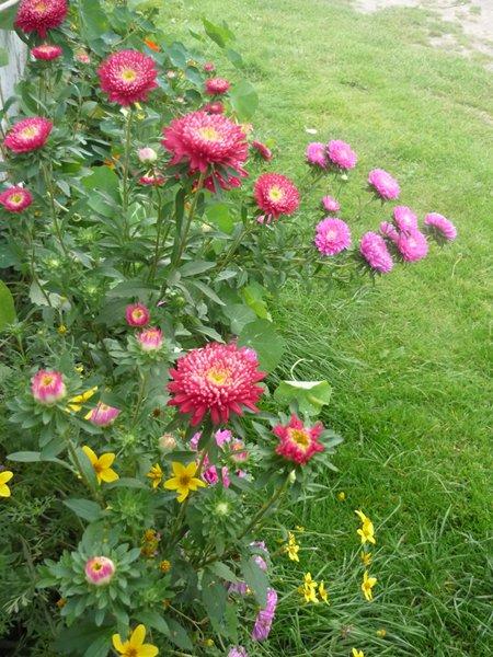 różowa szata jesieni, zdjęcie 1