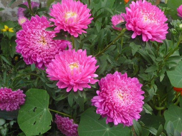 różowa szata jesieni, zdjęcie 16