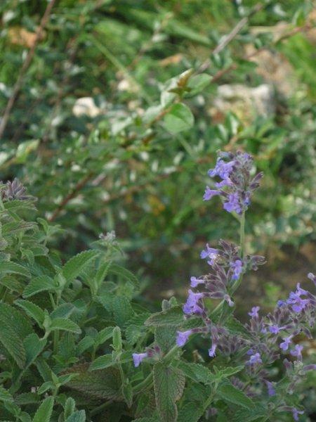 różowa szata jesieni, zdjęcie 4