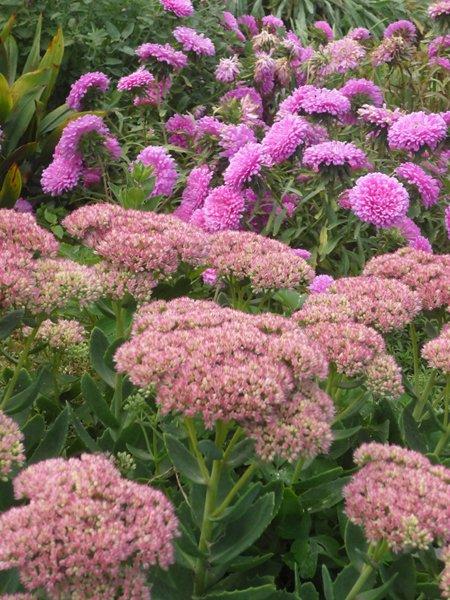 różowa szata jesieni, zdjęcie 13