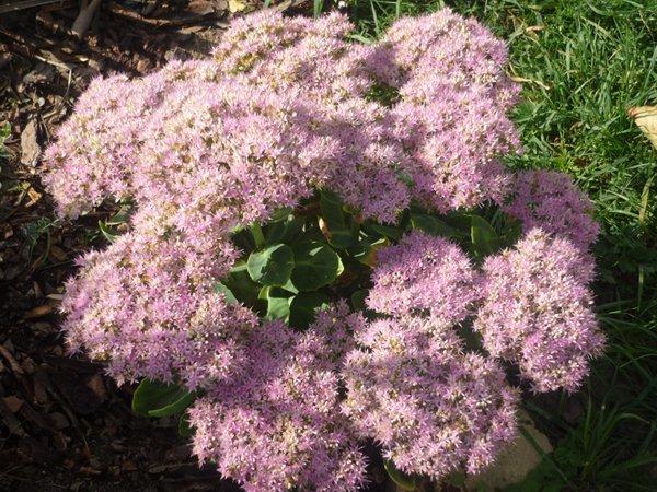 różowa szata jesieni, zdjęcie 14