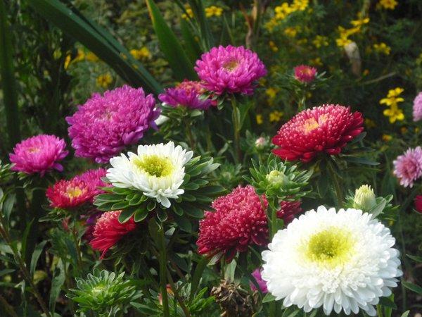 różowa szata jesieni, zdjęcie 10