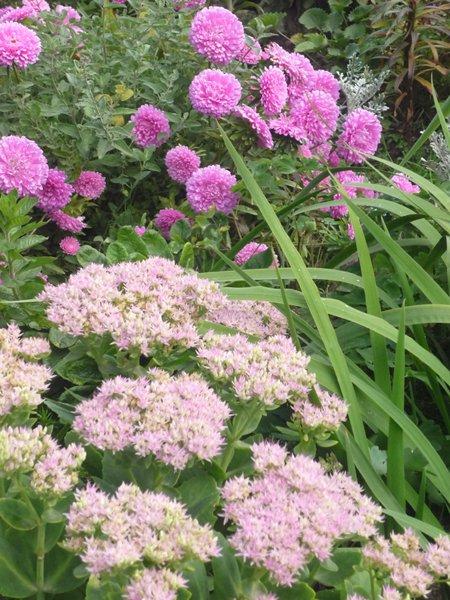 różowa szata jesieni, zdjęcie 12