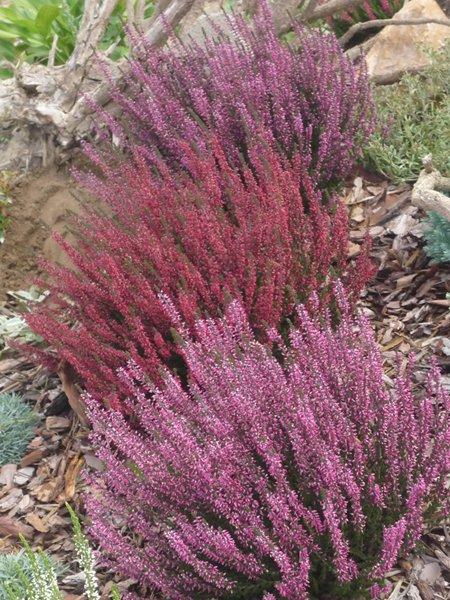 codziennie piękniejsze:), zdjęcie 8