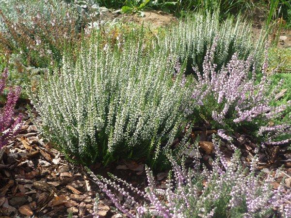 codziennie piękniejsze:), zdjęcie 2