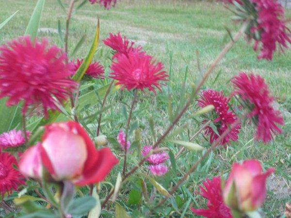 jesienne róże, zdjęcie 12