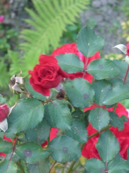 jesienne róże, zdjęcie 11