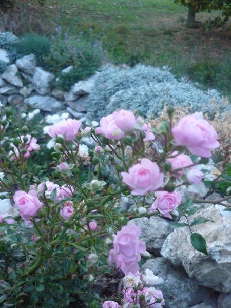 jesienne róże, zdjęcie 10