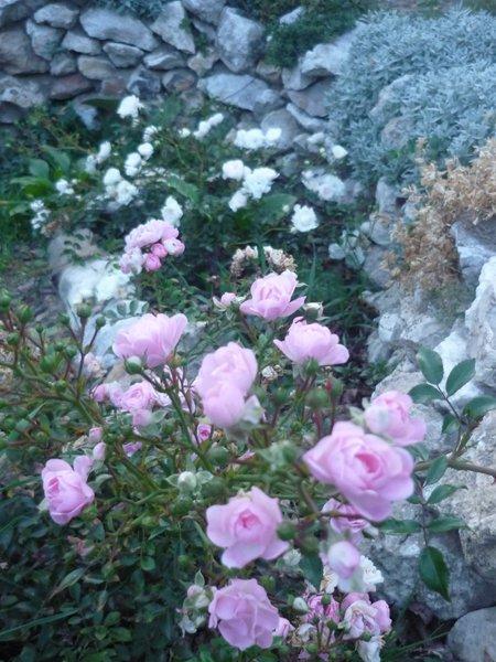 jesienne róże, zdjęcie 5