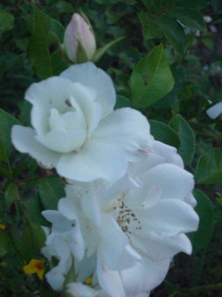 jesienne róże, zdjęcie 9