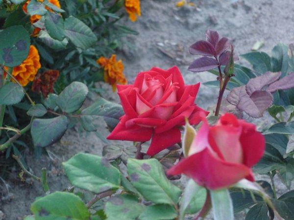 jesienne róże, zdjęcie 8