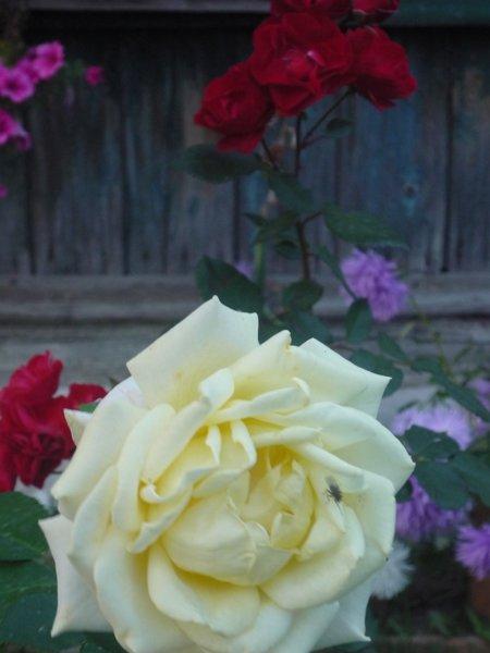 jesienne róże, zdjęcie 1