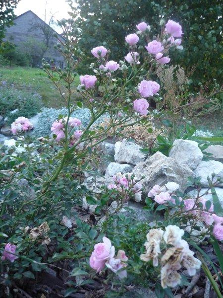 jesienne róże, zdjęcie 3