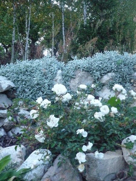 jesienne róże, zdjęcie 6