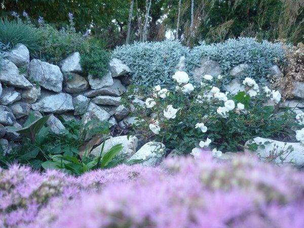 jesienne róże, zdjęcie 4