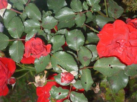 jesienne róże, zdjęcie 2